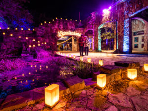 Wildflower - Luminations at the Lady Bird Johnson Wildflower Center 